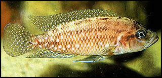 Neolamprologus obscurus